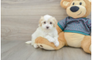 Funny Maltipoo Poodle Mix Pup