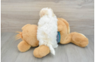Petite Maltipoo Poodle Mix Pup