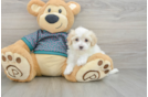 Maltipoo Puppy for Adoption