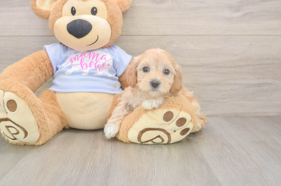 5 week old Maltipoo Puppy For Sale - Pilesgrove Pups