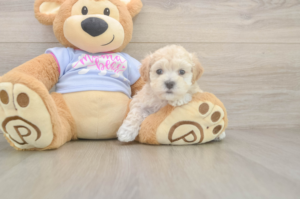 5 week old Maltipoo Puppy For Sale - Pilesgrove Pups