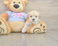 8 week old Maltipoo Puppy For Sale - Pilesgrove Pups 8 week old Maltipoo Puppy For Sale - Pilesgrove Pups
