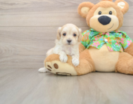 8 week old Maltipoo Puppy For Sale - Pilesgrove Pups
