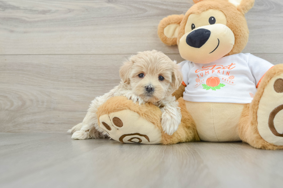 Maltipoo Puppy for Adoption