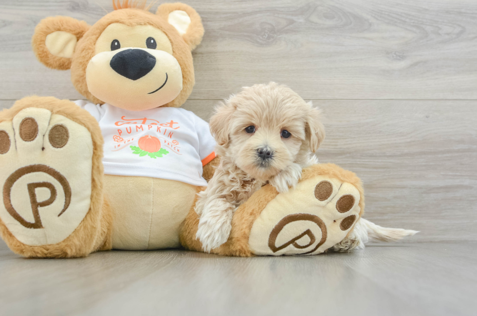 5 week old Maltipoo Puppy For Sale - Pilesgrove Pups