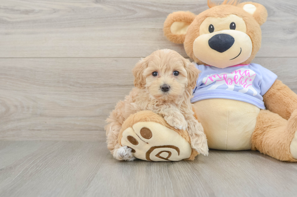 6 week old Maltipoo Puppy For Sale - Pilesgrove Pups