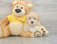 8 week old Maltipoo Puppy For Sale - Pilesgrove Pups