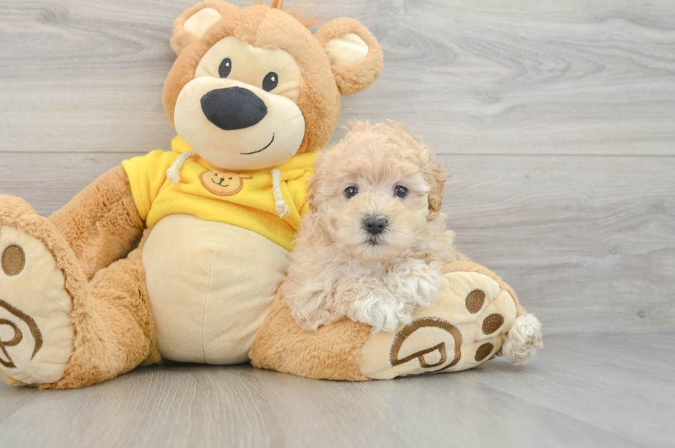 5 week old Maltipoo Puppy For Sale - Pilesgrove Pups