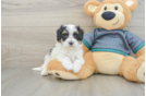 Energetic Maltepoo Poodle Mix Puppy