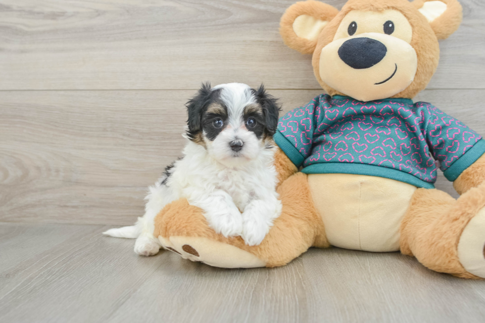 Energetic Maltepoo Poodle Mix Puppy
