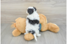 Energetic Malt a Poo Poodle Mix Puppy