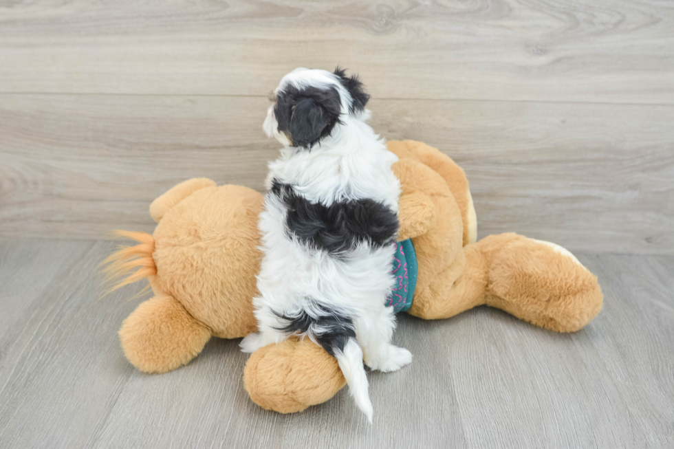 Energetic Malt a Poo Poodle Mix Puppy