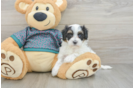Best Maltipoo Baby