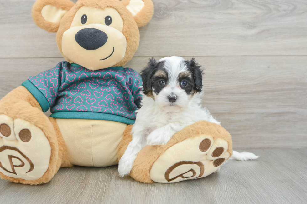 Best Maltipoo Baby