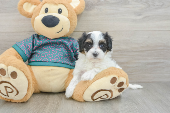 Best Maltipoo Baby