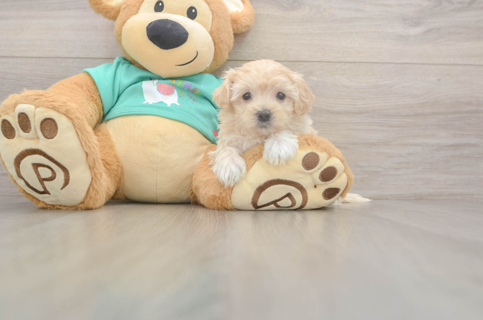 5 week old Maltipoo Puppy For Sale - Pilesgrove Pups