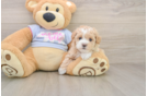 Playful Malt a Poo Poodle Mix Puppy