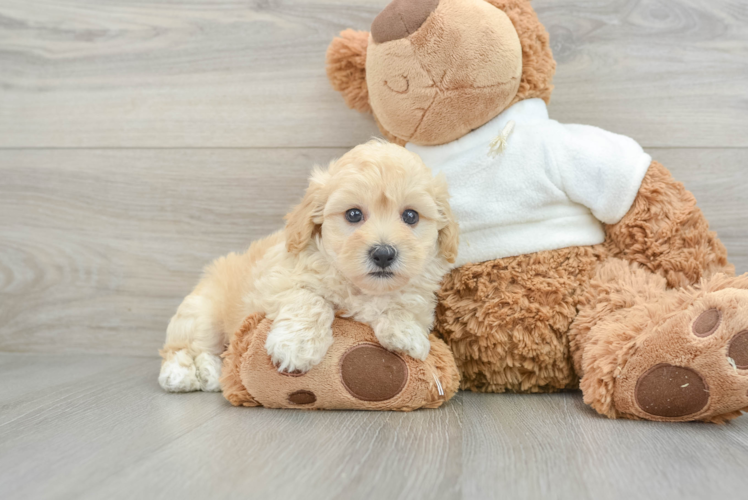 Maltipoo Pup Being Cute