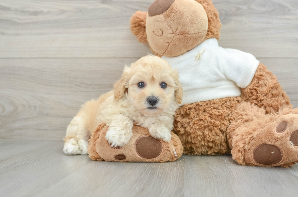 6 week old Maltipoo Puppy For Sale - Pilesgrove Pups