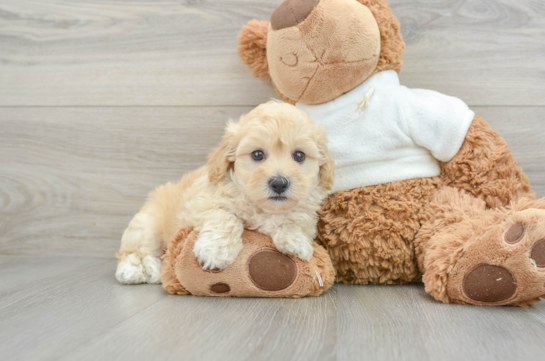 Maltipoo Pup Being Cute