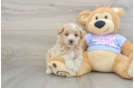 Petite Maltipoo Poodle Mix Pup