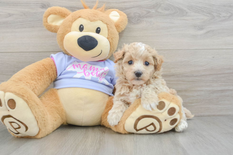 Friendly Maltipoo Baby