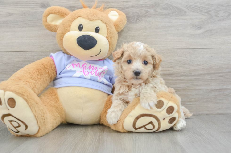 5 week old Maltipoo Puppy For Sale - Pilesgrove Pups