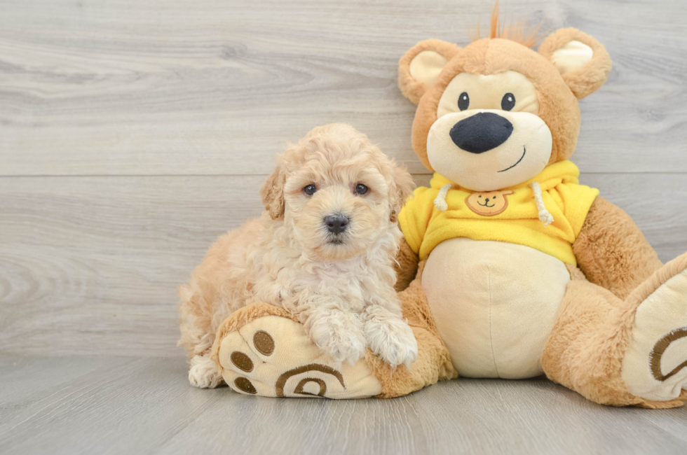 5 week old Maltipoo Puppy For Sale - Pilesgrove Pups