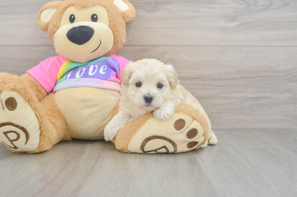 5 week old Maltipoo Puppy For Sale - Pilesgrove Pups