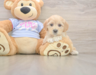 8 week old Maltipoo Puppy For Sale - Pilesgrove Pups