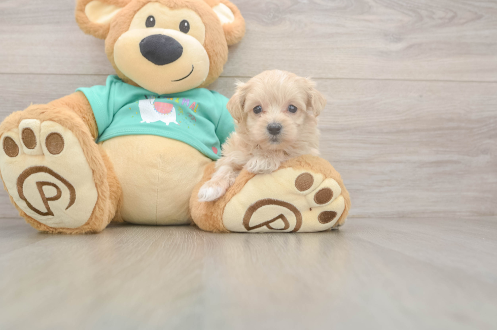 5 week old Maltipoo Puppy For Sale - Pilesgrove Pups