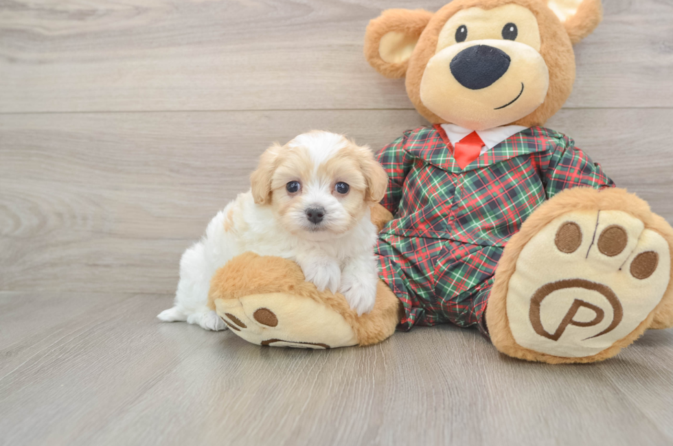 5 week old Maltipoo Puppy For Sale - Pilesgrove Pups