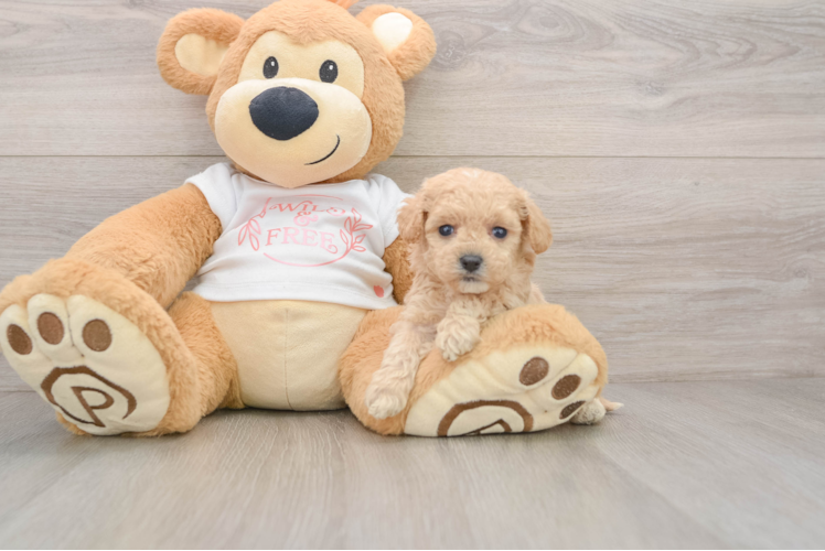 Maltipoo Pup Being Cute