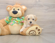 8 week old Maltipoo Puppy For Sale - Pilesgrove Pups