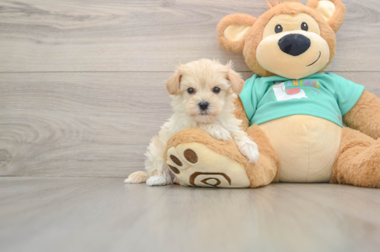 Popular Maltipoo Poodle Mix Pup