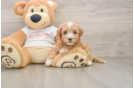 Sweet Maltipoo Baby