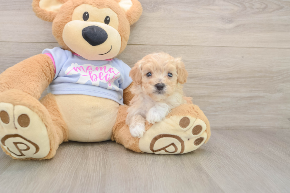 Sweet Maltipoo Baby