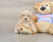 9 week old Maltipoo Puppy For Sale - Pilesgrove Pups