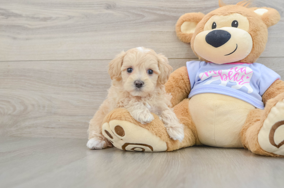 6 week old Maltipoo Puppy For Sale - Pilesgrove Pups