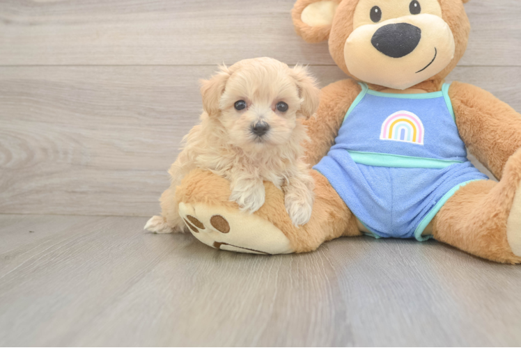Popular Maltipoo Poodle Mix Pup