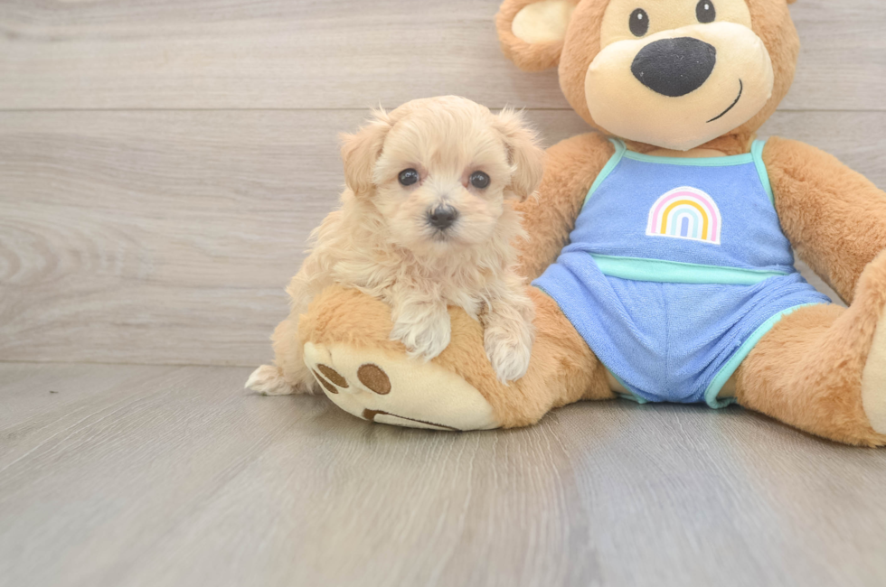 5 week old Maltipoo Puppy For Sale - Pilesgrove Pups