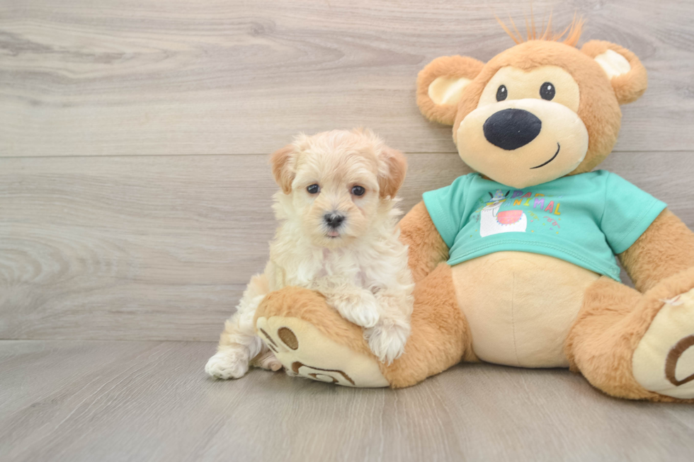 Maltipoo Puppy for Adoption