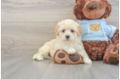 Maltipoo Pup Being Cute