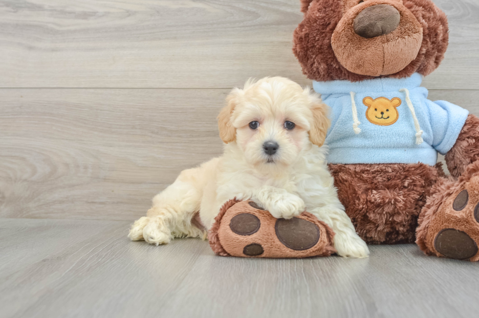 7 week old Maltipoo Puppy For Sale - Pilesgrove Pups