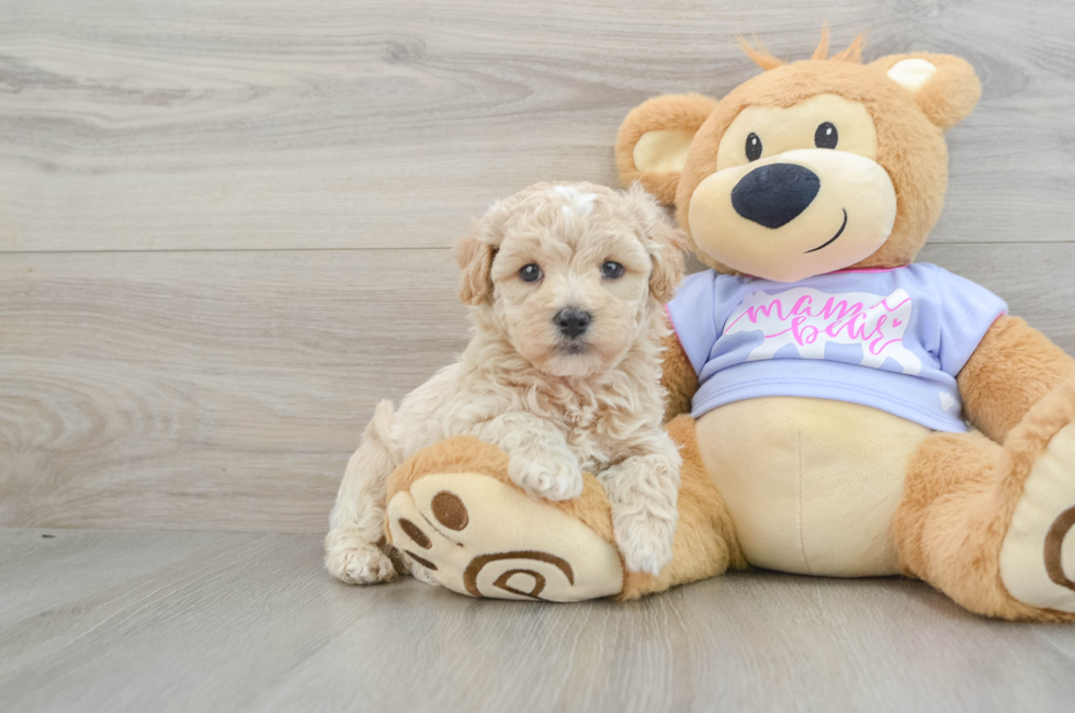 5 week old Maltipoo Puppy For Sale - Pilesgrove Pups