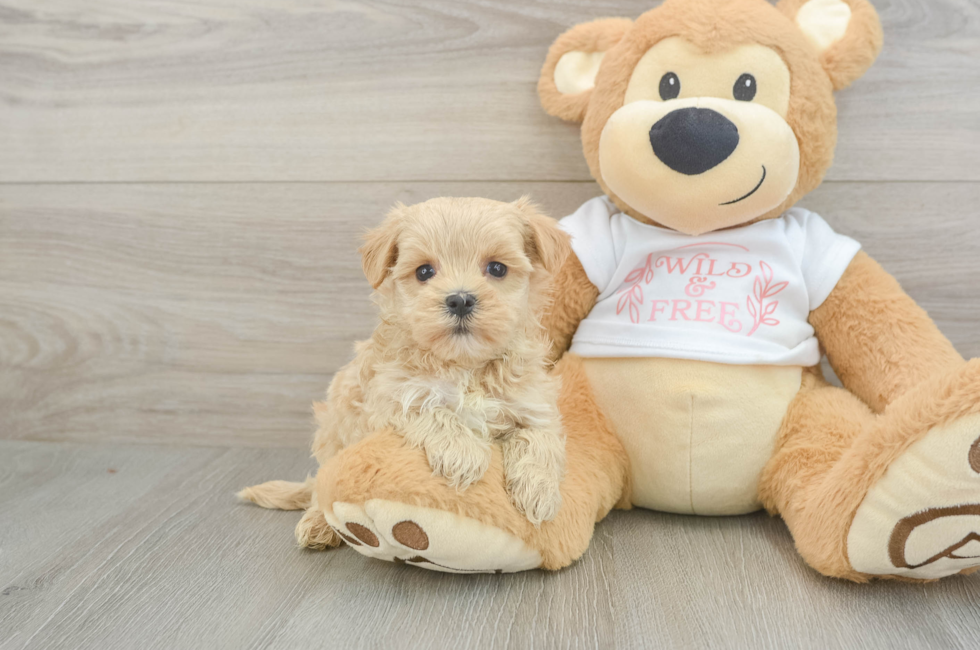 6 week old Maltipoo Puppy For Sale - Pilesgrove Pups