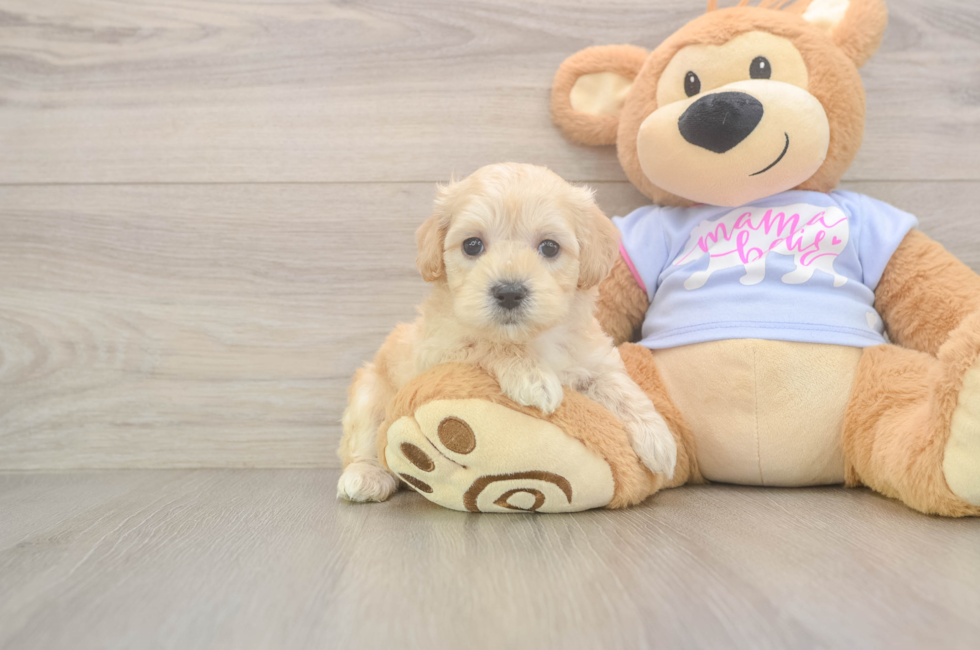 5 week old Maltipoo Puppy For Sale - Pilesgrove Pups