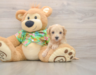 8 week old Maltipoo Puppy For Sale - Pilesgrove Pups