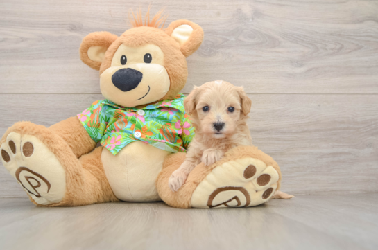 Energetic Malt Oodle Poodle Mix Puppy