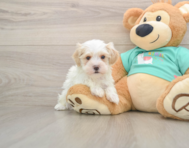 9 week old Maltipoo Puppy For Sale - Pilesgrove Pups